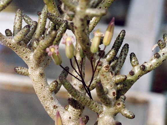 Tylecodon buchholzianus