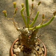 Tylecodon reticulatus