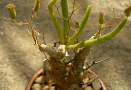 Tylecodon reticulatus