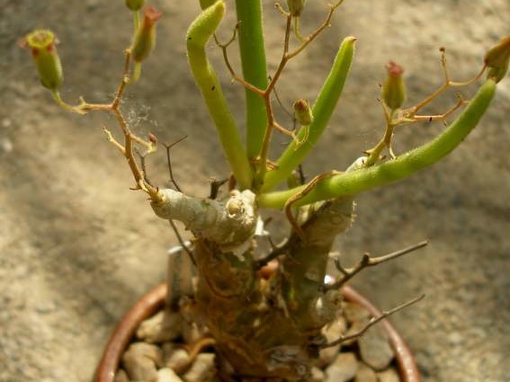 Tylecodon reticulatus