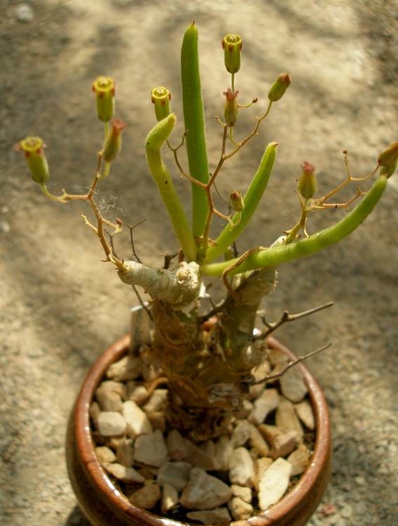 Tylecodon_reticulatus.jpg