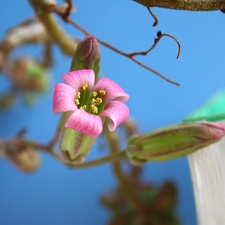 Tylecodon schaferianus