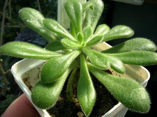 Tylecodon leucothrix