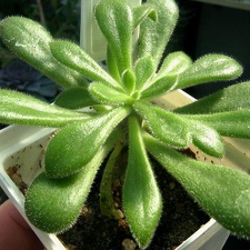 Tylecodon leucothrix