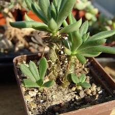 Tylecodon sp. P1695