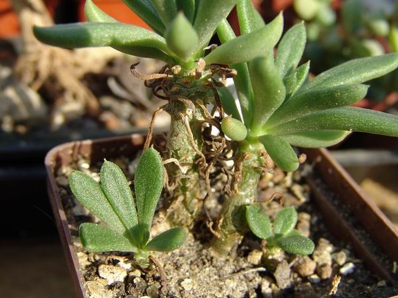 Tylecodon sp. P1695