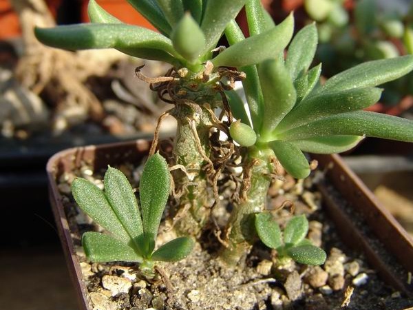 Tylecodon sp. P1695
