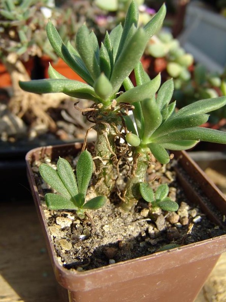 tylecodon_sp_P1695-b.jpg
