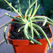 Tylecodon striatus