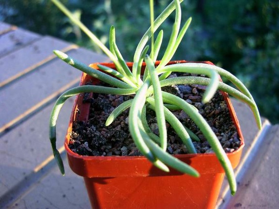 Tylecodon striatus
