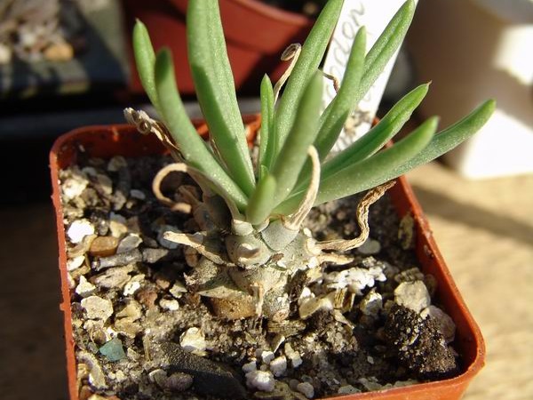Tylecodon wallichii
