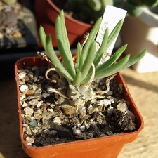 Tylecodon wallichii