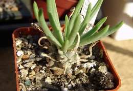 Tylecodon wallichii