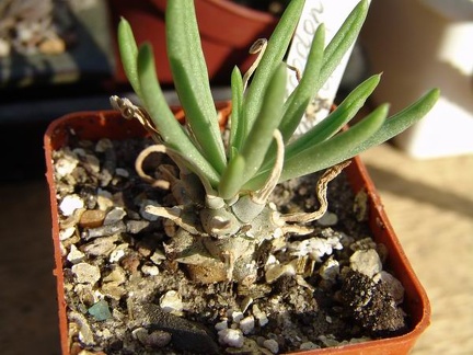 Tylecodon wallichii