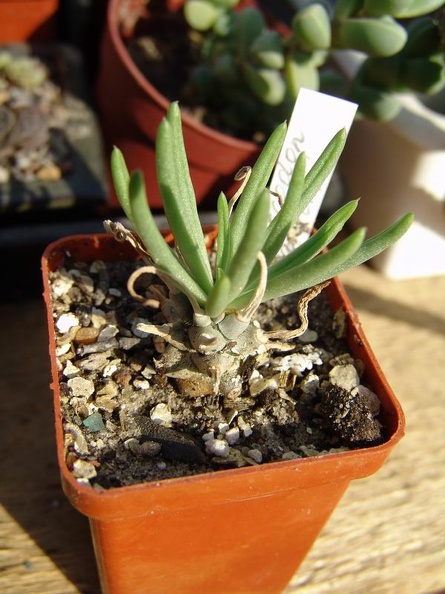 tylecodon_wallichii-b.jpg