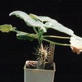 Uncarina roeoesliana