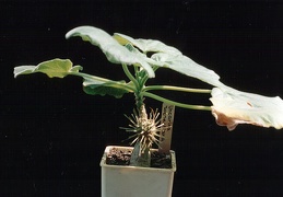 Uncarina roeoesliana