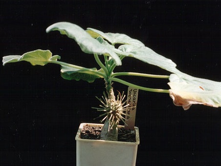 Uncarina roeoesliana