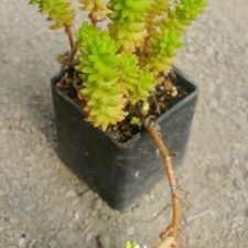 Villadia batesii