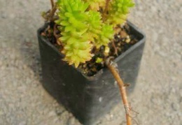 Villadia batesii