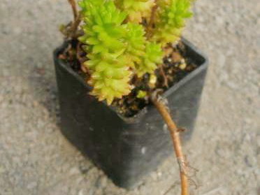 Villadia batesii