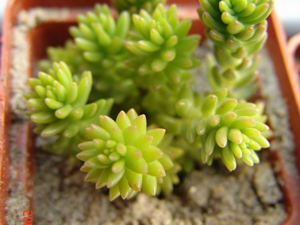 Villadia batesii
