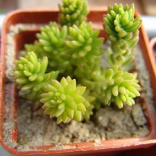 Villadia batesii