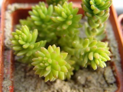 Villadia batesii