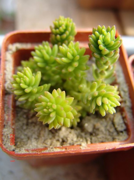 villadia_batesii-b.jpg