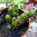 Villadia imbricata