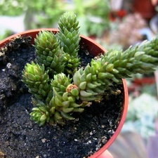 Villadia imbricata