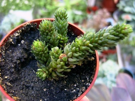 Villadia imbricata