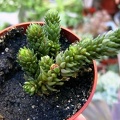 villadia_imbricata-b.jpg