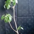 Adansonia digitata MG Smeyko FG