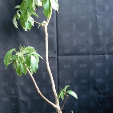 Adansonia digitata MG Smeyko FG