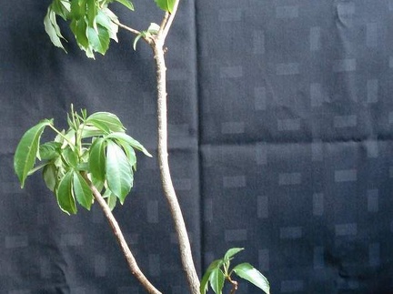 Adansonia digitata MG Smeyko FG
