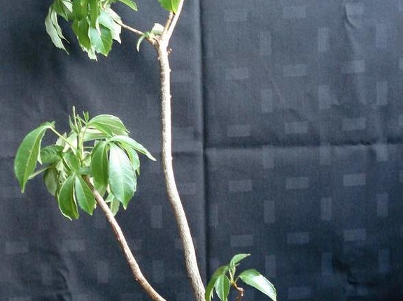 Adansonia digitata MG Smeyko FG