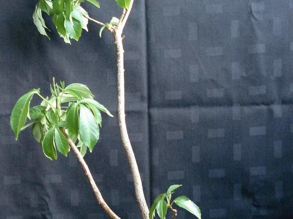 Adansonia digitata MG Smeyko FG