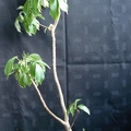 Adansonia_digitata_MG_Smeyko_FG.JPG