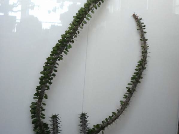 Alluaudia procera Smeyko FG