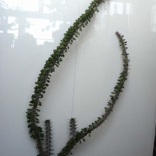 Alluaudia procera Smeyko FG