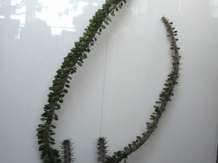 Alluaudia procera Smeyko FG