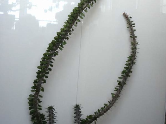 Alluaudia procera Smeyko FG