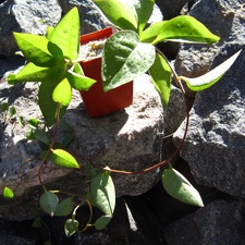 Anredera cordifolia