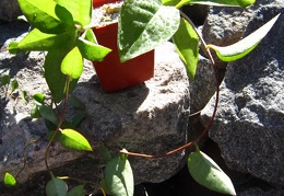 Anredera cordifolia