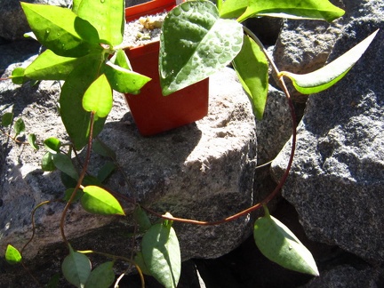 Anredera cordifolia