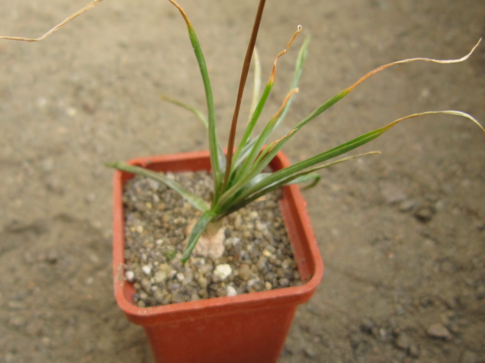 Bulbine frutescens