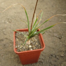Bulbine frutescens