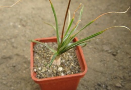 Bulbine frutescens