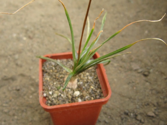 Bulbine frutescens